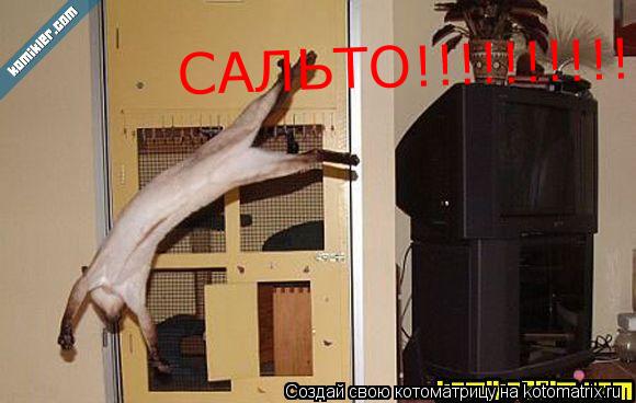 САЛЬТО!!!!!!!!!!!... Котоматрица: САЛЬТО!!!!!!!!!!!