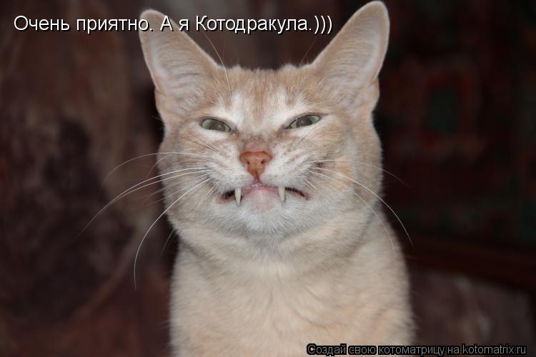 Очень приятно. А я Котодракула.)))... Котоматрица: Очень приятно. А я Котодракула.)))