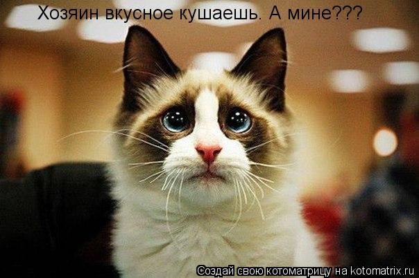 Хозяин вкусное кушаешь. А мине???... Котоматрица: Хозяин вкусное кушаешь. А мине???