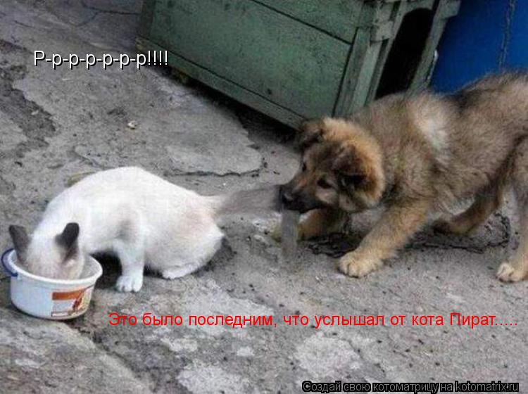 Р-р-р-р-р-р-р!!!! Это было последним, что услышал от кота Пират........ Котоматрица: Р-р-р-р-р-р-р!!!! Это было последним, что услышал от кота Пират.....