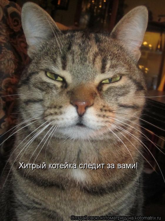 Хитрый котейка следит за вами!... Котоматрица: Хитрый котейка следит за вами!