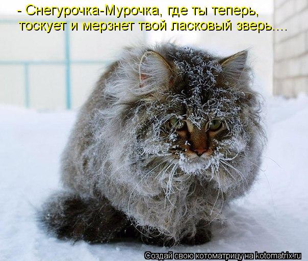 - Снегурочка-Мурочка, где ты теперь, тоскует и мерзнет твой ласковый зверь....... Котоматрица: - Снегурочка-Мурочка, где ты теперь, тоскует и мерзнет твой ласковый зверь....