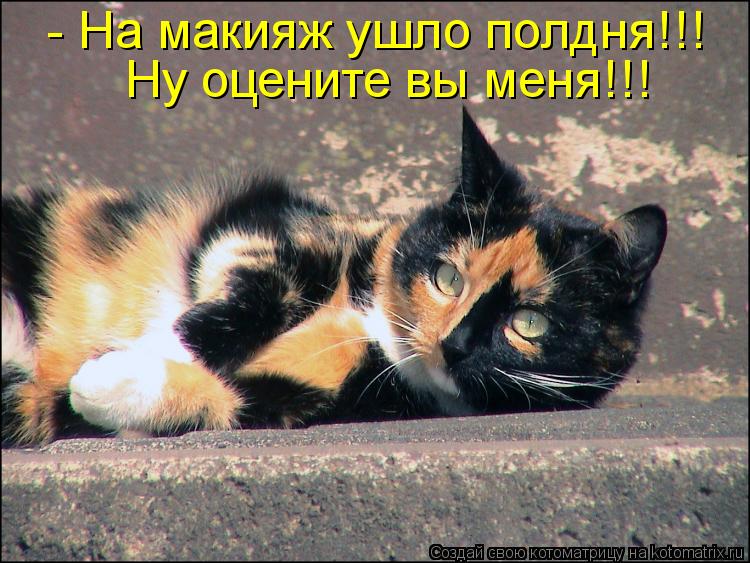 - На макияж ушло полдня!!! Ну оцените вы меня!!!... Котоматрица: - На макияж ушло полдня!!! Ну оцените вы меня!!!