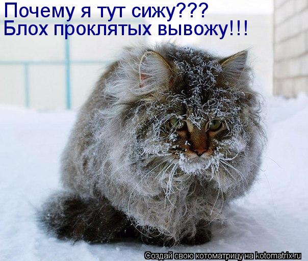 Почему я тут сижу??? Блох проклятых вывожу!!!... Котоматрица: Почему я тут сижу??? Блох проклятых вывожу!!!