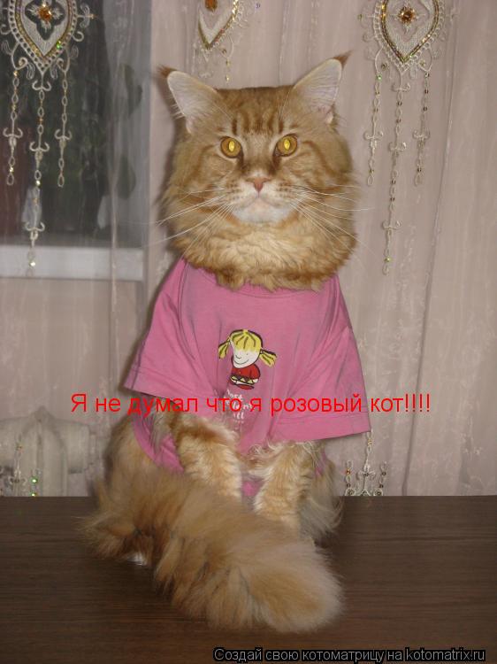 Я не думал что я розовый кот!!!!... Котоматрица: Я не думал что я розовый кот!!!!