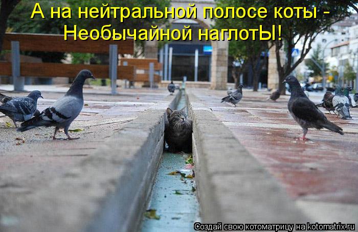 А на нейтральной полосе коты - Необычайной наглотЫ!... Котоматрица: А на нейтральной полосе коты - Необычайной наглотЫ!