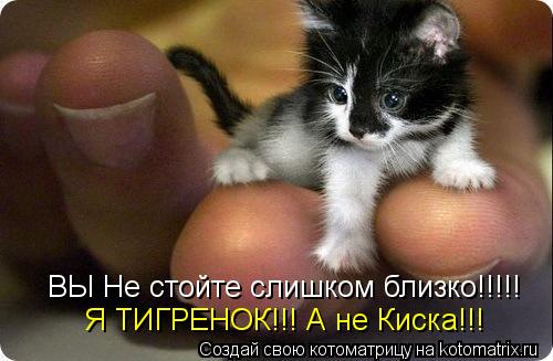 ВЫ Не стойте слишком близко!!!!! Я ТИГРЕНОК!!! А не Киска!!!... Котоматрица: ВЫ Не стойте слишком близко!!!!! Я ТИГРЕНОК!!! А не Киска!!!