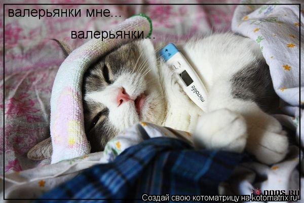валерьянки мне... валерьянки...... Котоматрица: валерьянки мне... валерьянки...