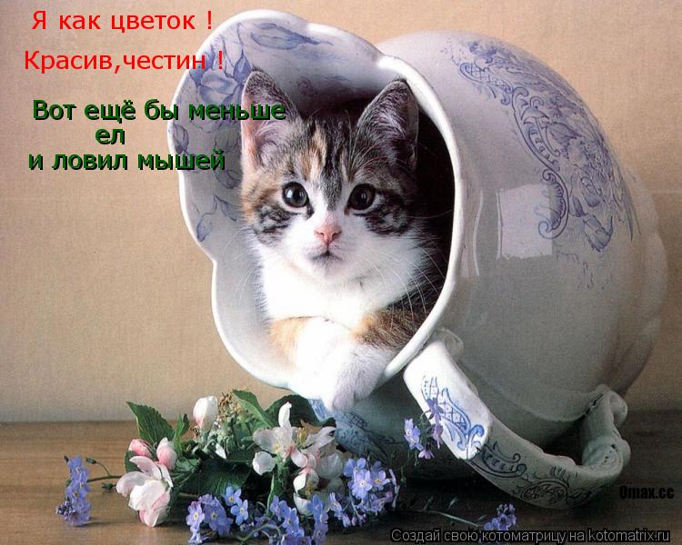 Я как цветок ! Красив,честин ! Вот ещё бы меньше и ловил мышей ел... Котоматрица: Я как цветок ! Красив,честин ! Вот ещё бы меньше и ловил мышей ел
