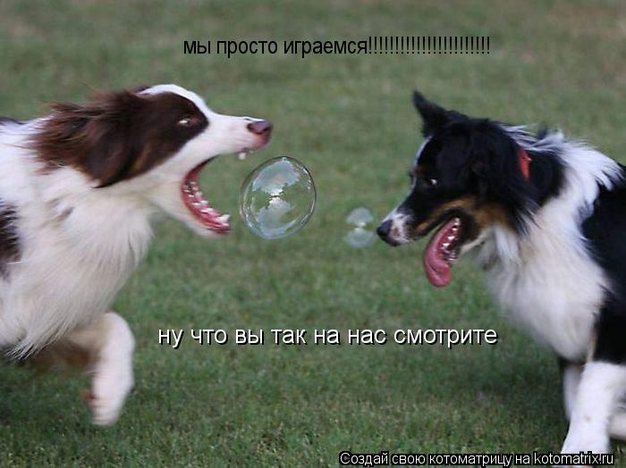 ну что вы так на нас смотрите мы просто играемся!!!!!!!!!!!!!!!!!!!!!!!... Котоматрица: ну что вы так на нас смотрите мы просто играемся!!!!!!!!!!!!!!!!!!!!!!!