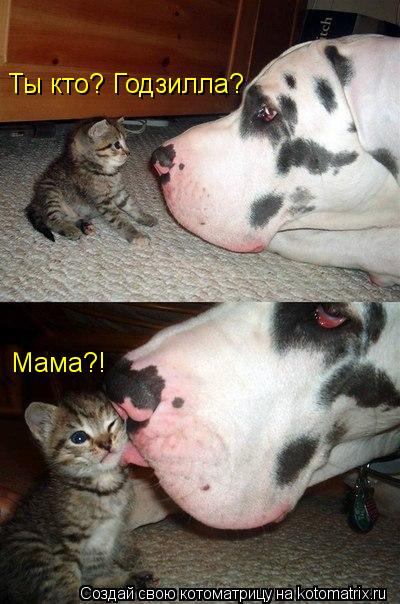 Ты кто? Годзилла? Мама?!... Котоматрица: Ты кто? Годзилла? Мама?!