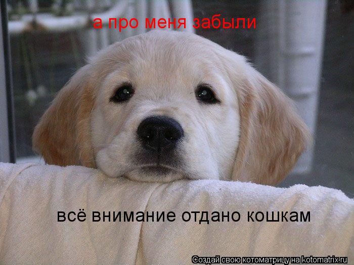 всё внимание отдано кошкам а про меня забыли... Котоматрица: всё внимание отдано кошкам а про меня забыли