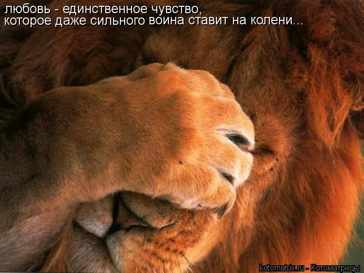любовь - единственное чувство , которое даже сильного воина ставит на колени...... Котоматрица: любовь - единственное чувство , которое даже сильного воина ставит на колени...