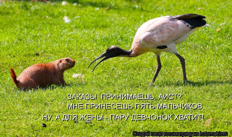 ЗАКАЗЫ ПРИНИМАЕШЬ, АИСТ? МНЕ ПРИНЕСЕШЬ ПЯТЬ МАЛЬЧИКОВ, НУ, А ДЛЯ ЖЕНЫ - ПАРУ ДЕВЧОНОК ХВАТИТ!... Котоматрица: ЗАКАЗЫ ПРИНИМАЕШЬ, АИСТ? МНЕ ПРИНЕСЕШЬ ПЯТЬ МАЛЬЧИКОВ, НУ, А ДЛЯ ЖЕНЫ - ПАРУ ДЕВЧОНОК ХВАТИТ!