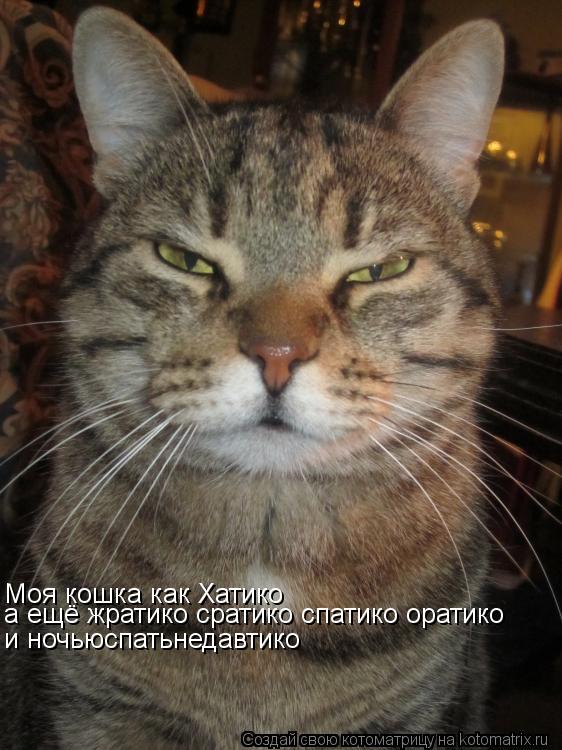 Моя кошка как Хатико а ещё жратико сратико спатико оратико и ночьюспатьнедавтико... Котоматрица: Моя кошка как Хатико а ещё жратико сратико спатико оратико и ночьюспатьнедавтико