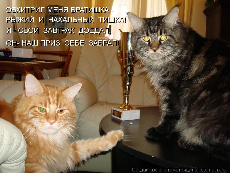 ОБХИТРИЛ МЕНЯ БРАТИШКА - РЫЖИЙ И НАХАЛЬНЫЙ ТИШКА! Я - СВОЙ ЗАВТРАК ДОЕДАЛ, ОН- НАШ ПРИЗ СЕБЕ З... Котоматрица: ОБХИТРИЛ МЕНЯ БРАТИШКА - РЫЖИЙ И НАХАЛЬНЫЙ ТИШКА! Я - СВОЙ ЗАВТРАК ДОЕДАЛ, ОН- НАШ ПРИЗ СЕБЕ ЗАБРАЛ!