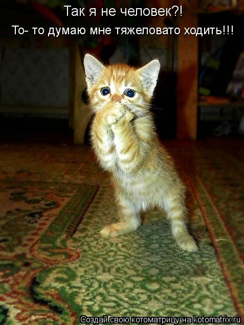 Так я не человек?! То- то думаю мне тяжеловато ходить!!!... Котоматрица: Так я не человек?! То- то думаю мне тяжеловато ходить!!!