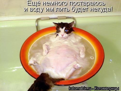 Ещё немного постараюсь и воду им лить будет некуда!... Котоматрица: Ещё немного постараюсь и воду им лить будет некуда!