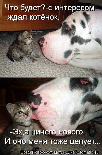 Что будет?-с интересом ждал котёнок. -Эх,а ничего нового. И оно меня тоже целует...... Котоматрица: Что будет?-с интересом ждал котёнок. -Эх,а ничего нового. И оно меня тоже целует...