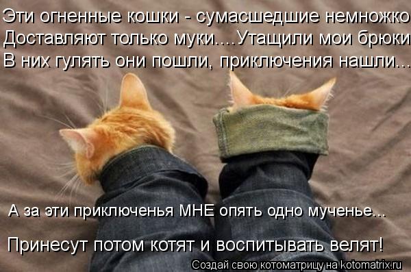 Эти огненные кошки - сумасшедшие немножко. В них гулять они пошли, приключения нашли... Принесут пото... Котоматрица: Эти огненные кошки - сумасшедшие немножко. В них гулять они пошли, приключения нашли... Принесут потом котят и воспитывать велят! А за эти при