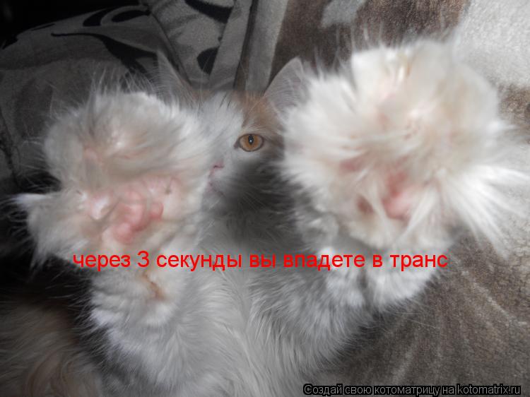 через 3 секунды вы впадете в транс... Котоматрица: через 3 секунды вы впадете в транс