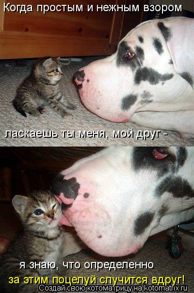 Когда простым и нежным взором ласкаешь ты меня, мой друг - я знаю, что определенно за этим поцелуй... Котоматрица: Когда простым и нежным взором ласкаешь ты меня, мой друг - я знаю, что определенно за этим поцелуй случится вдруг!