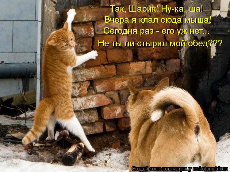 Так, Шарик! Ну-ка, ша! Вчера я клал сюда мыша! Сегодня раз - его уж нет... Не ты ли стырил мой обед?... Котоматрица: Так, Шарик! Ну-ка, ша! Вчера я клал сюда мыша! Сегодня раз - его уж нет... Не ты ли стырил мой обед???