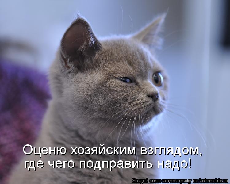 Оценю хозяйским взглядом, где чего подправить надо!... Котоматрица: Оценю хозяйским взглядом, где чего подправить надо!