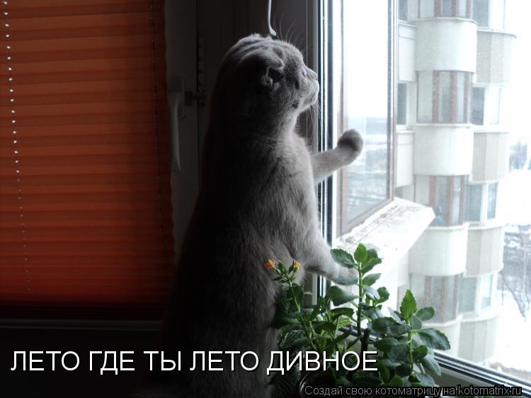 ЛЕТО ГДЕ ТЫ ЛЕТО ДИВНОЕ... Котоматрица: ЛЕТО ГДЕ ТЫ ЛЕТО ДИВНОЕ
