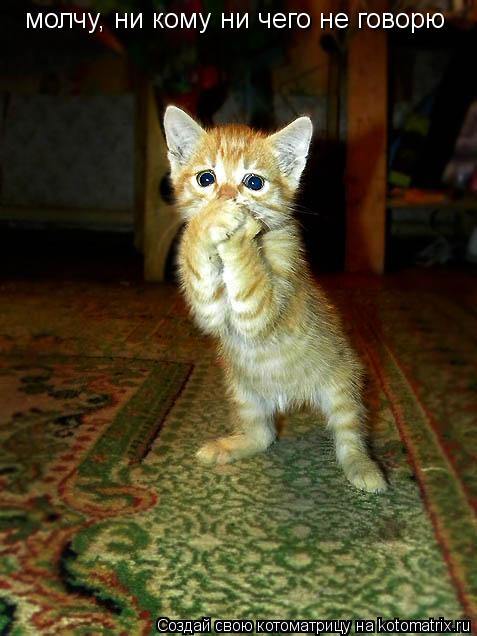 молчу, ни кому ни чего не говорю... Котоматрица: молчу, ни кому ни чего не говорю