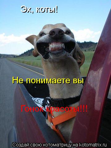 Эх, коты! Не понимаете вы Гонок красоты!!!... Котоматрица: Эх, коты! Не понимаете вы Гонок красоты!!!