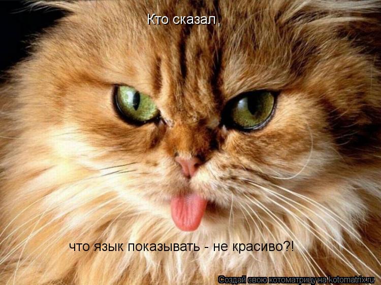 Кто сказал , что язык показывать - не красиво?!... Котоматрица: Кто сказал , что язык показывать - не красиво?!