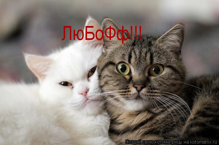 ЛюБоФф!!!... Котоматрица: ЛюБоФф!!!