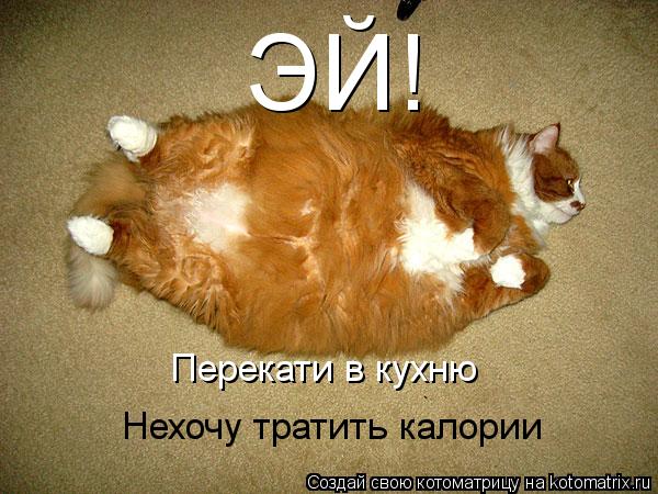 ЭЙ! Перекати в кухню Нехочу тратить калории... Котоматрица: ЭЙ! Перекати в кухню Нехочу тратить калории