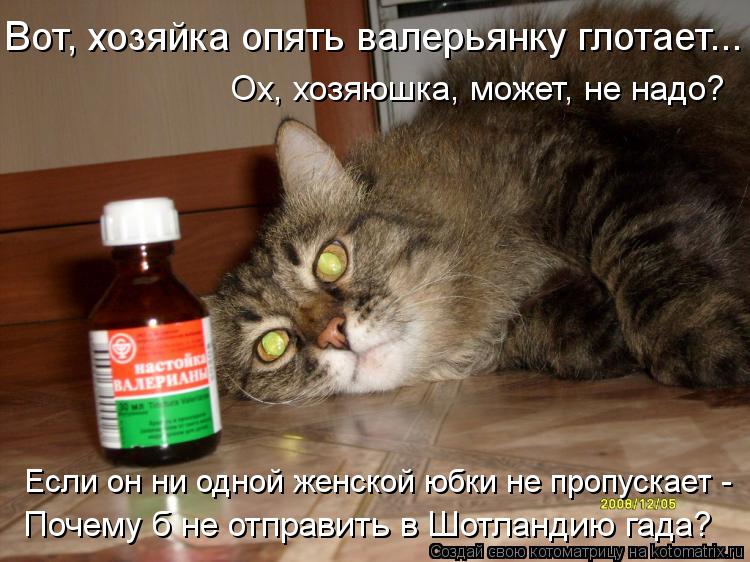 Вот, хозяйка опять валерьянку глотает... Если он ни одной женской юбки не пропускает - Почему б не о... Котоматрица: Вот, хозяйка опять валерьянку глотает... Если он ни одной женской юбки не пропускает - Почему б не отправить в Шотландию гада? Ох, хозяюшка, м