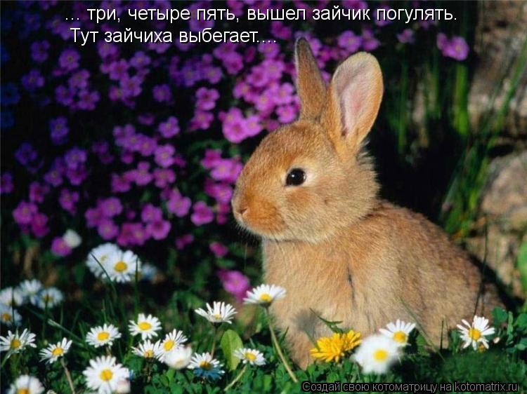 ... три, четыре пять, вышел зайчик погулять. Тут зайчиха выбегает....... Котоматрица: ... три, четыре пять, вышел зайчик погулять. Тут зайчиха выбегает....