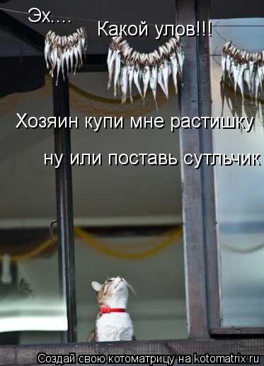 Эх.... Какой улов!!! Хозяин купи мне растишку ну или поставь сутльчик... Котоматрица: Эх.... Какой улов!!! Хозяин купи мне растишку ну или поставь сутльчик