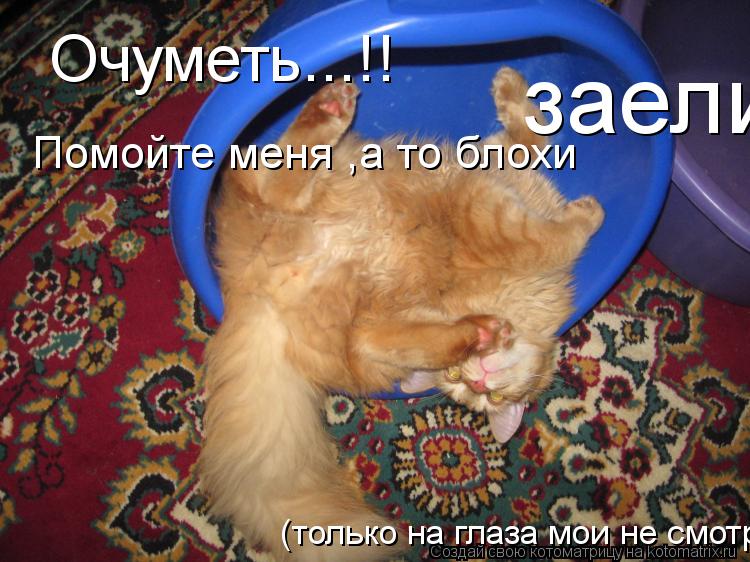 Очуметь...!! Помойте меня ,а то блохи заели (только на глаза мои не смотрите... Котоматрица: Очуметь...!! Помойте меня ,а то блохи заели (только на глаза мои не смотрите