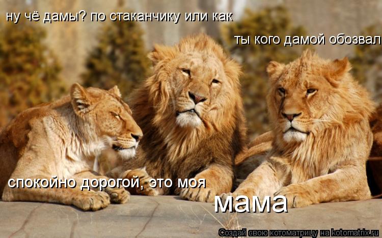 ну чё дамы? по стаканчику или как ты кого дамой обозвал спокойно дорогой, это моя мама... Котоматрица: ну чё дамы? по стаканчику или как ты кого дамой обозвал спокойно дорогой, это моя мама