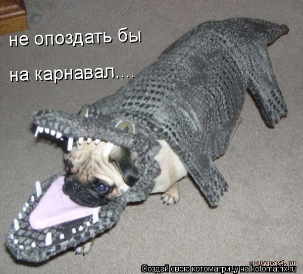 на карнавал.... не опоздать бы... Котоматрица: на карнавал.... не опоздать бы