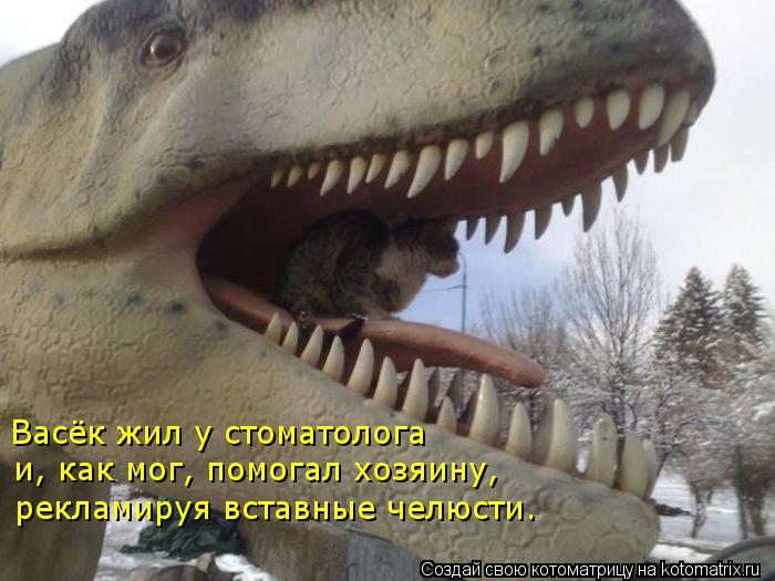 Васёк жил у стоматолога и, как мог, помогал хозяину, рекламируя вставные челюсти.... Котоматрица: Васёк жил у стоматолога и, как мог, помогал хозяину, рекламируя вставные челюсти.
