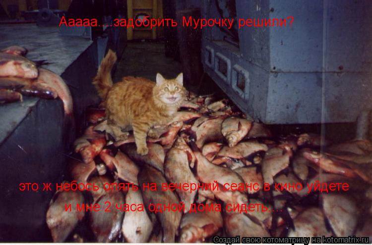 Ааааа....задобрить Мурочку решили? это ж небось опять на вечерний сеанс в кино уйдете и мне 2 часа о... Котоматрица: Ааааа....задобрить Мурочку решили? это ж небось опять на вечерний сеанс в кино уйдете и мне 2 часа одной дома сидеть....