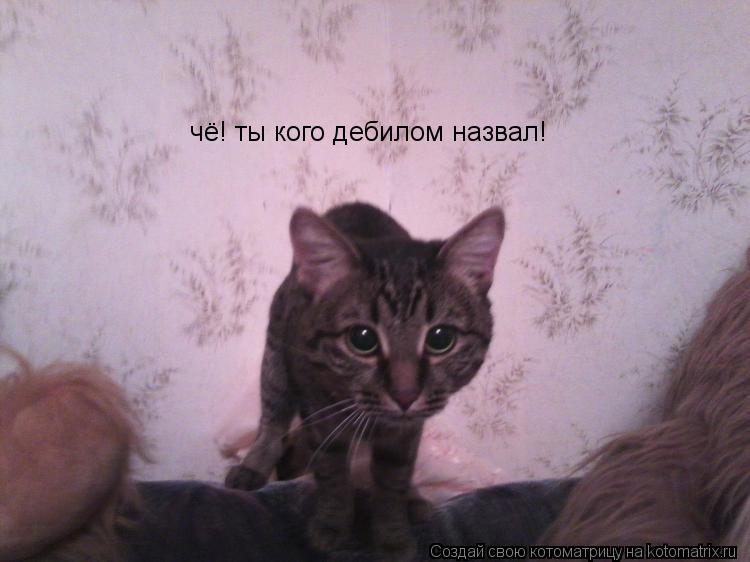 чё! ты кого дебилом назвал!... Котоматрица: чё! ты кого дебилом назвал!