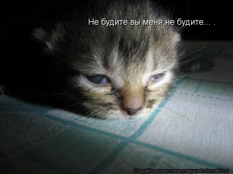 Не будите вы меня,не будите... .... Котоматрица: Не будите вы меня,не будите... .