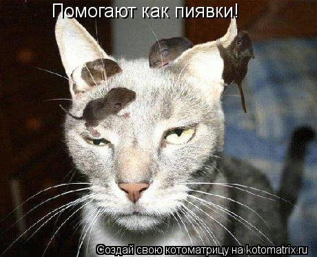 Помогают как пиявки!... Котоматрица: Помогают как пиявки!