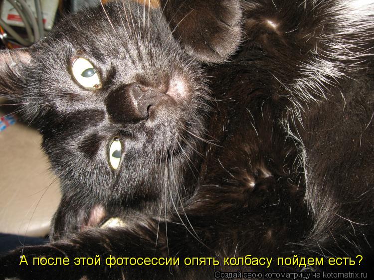 А после этой фотосессии опять колбасу пойдем есть?... Котоматрица: А после этой фотосессии опять колбасу пойдем есть?