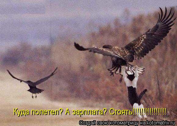 Куда полетел? А зарплата? Стоять!!!!!!!!!!!!!!!!... Котоматрица: Куда полетел? А зарплата? Стоять!!!!!!!!!!!!!!!!