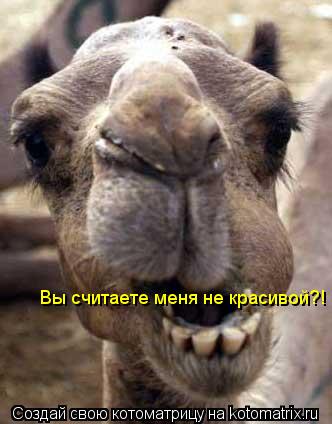 Вы считаете меня не красивой?!... Котоматрица: Вы считаете меня не красивой?!