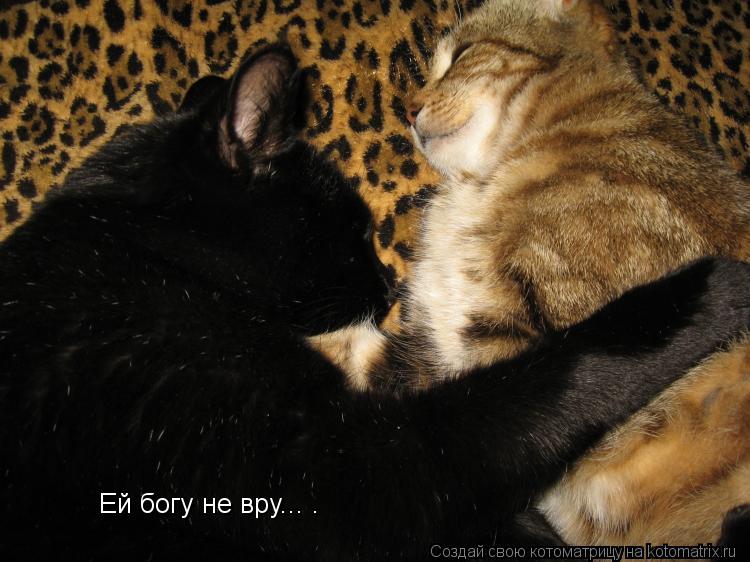Ей богу не вру... .... Котоматрица: Ей богу не вру... .