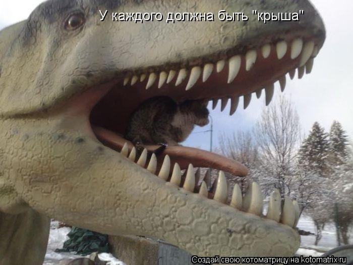 У каждого должна быть "крыша"... Котоматрица: У каждого должна быть "крыша"